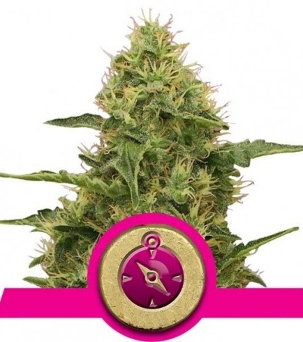 Northern Light (Royal Queen Seeds)