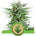 Easy Bud (Royal Queen Seeds)