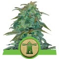 Royal Haze Automatic (Royal Queen Seeds)