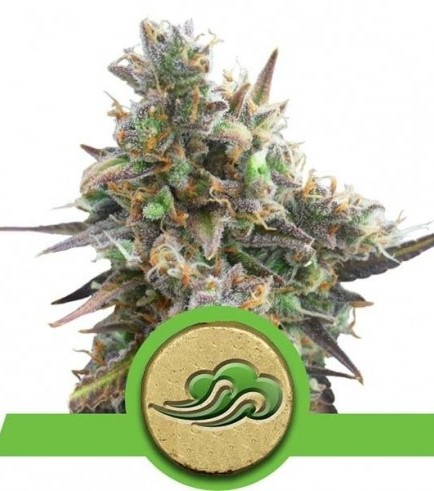 Royal Bluematic (Royal Queen Seeds)