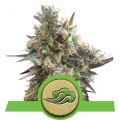 Royal Bluematic (Royal Queen Seeds)