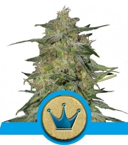 Royal Highness (Royal Queen Seeds)