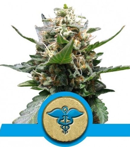 Royal Medic (Royal Queen Seeds)