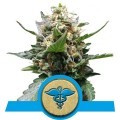 Royal Medic (Royal Queen Seeds)