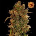 8 Ball Kush (Barney's Farm)