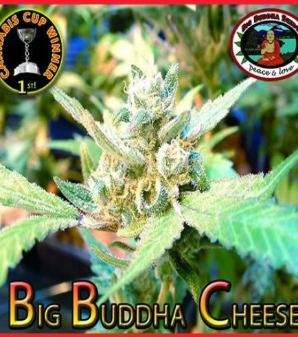 Big Buddha Cheese (Big Buddha Seeds)