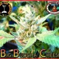 Big Buddha Cheese (Big Buddha Seeds)