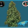 Cheesy Dick (Big Buddha Seeds)