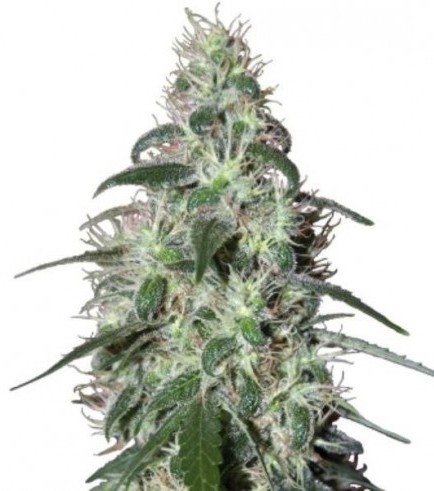 Pulsar (Buddha Seeds)