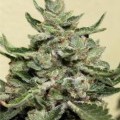 White Dwarf (Buddha Seeds)