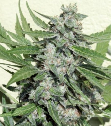 White Dwarf (Buddha Seeds)