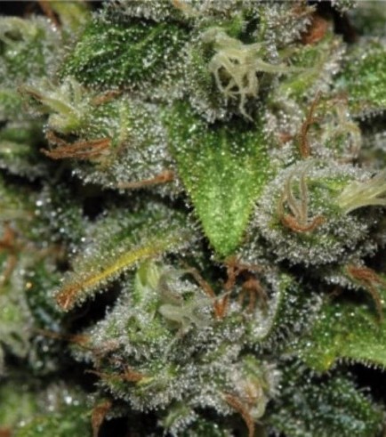 Red Dwarf (Buddha Seeds)