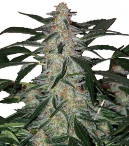 Deimos (Buddha Seeds)