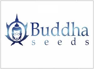 Buddha Seeds