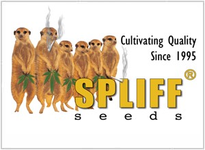 Spliff Seeds