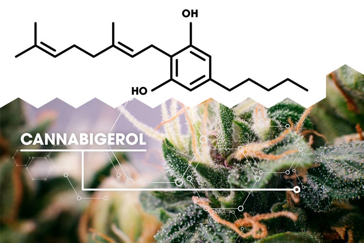 Was ist CBG (Cannabigerol) und welche Nutzen bietet es? CannaConnection
