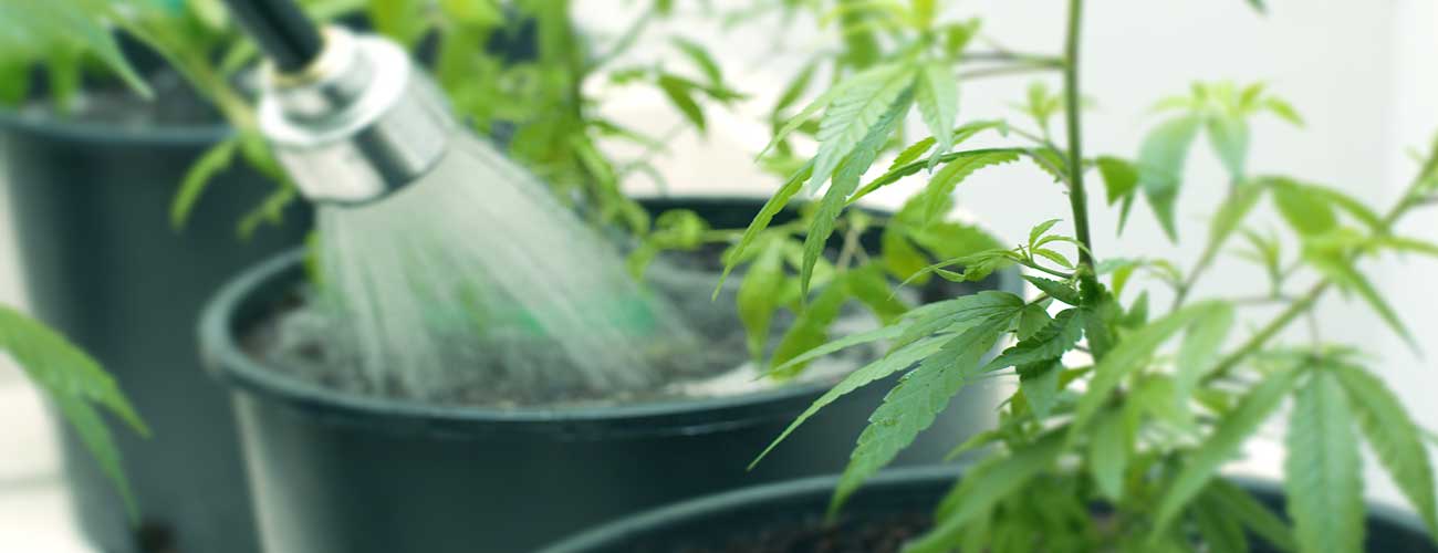 Cannabis spülen alles Wissenswerte CannaConnection