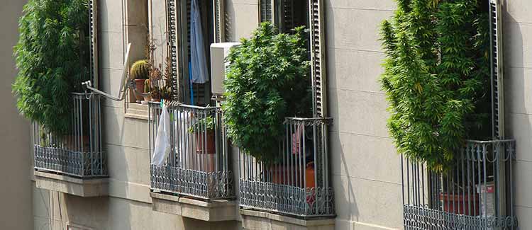 7 Tipps f r den Anbau von Gras auf Deinem Balkon oder 7 Tipps f r den Anbau von Gras auf Deinem Balkon oder