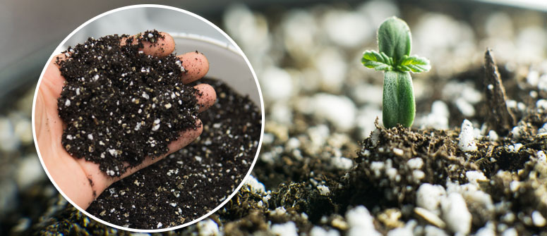 Wie Du Deinen eigenen Dnger fr Cannabispflanzen herstellst -  CannaConnection