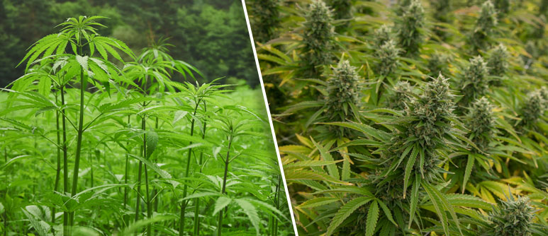 Was ist der Unterschied zwischen Hanf und Marihuana? - CannaConnection
