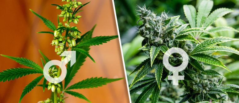 Der Unterschied Zwischen Mannlichen Und Weiblichen Cannabispflanzen Cannaconnection Com