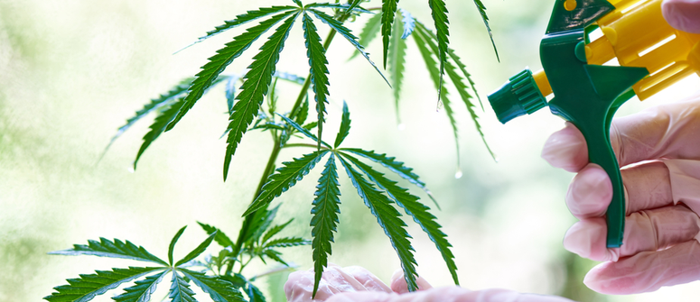 Wie und warum sollte man bei Cannabispflanzen Blattdngung durchfhren? -  CannaConnection