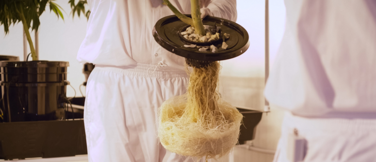 Wie man Cannabis in einem DWC-System anbaut - CannaConnection