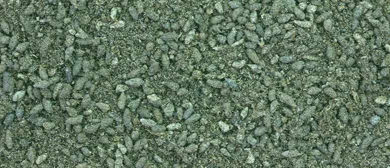 Wie man Cannabis mit Fledermausguano anbaut - CannaConnection