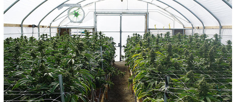 Wie man Cannabis in einem Gewächshaus anbaut