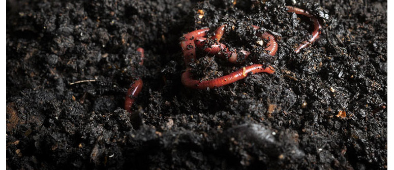 Der Einsatz von Wurmkot beim Cannabisanbau in der Erde