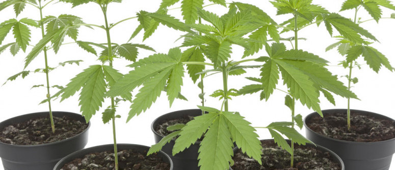 Alles Was Du Zu Cannabis-Phänotypen Und -Genotypen Wissen Musst Alles Was Du Zu Cannabis-Phänotypen Und -Genotypen Wissen Musst