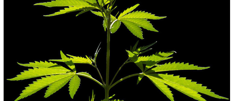 Was Sind Nodien Und Internodien Von Cannabispflanzen Was Sind Nodien Und Internodien Von Cannabispflanzen