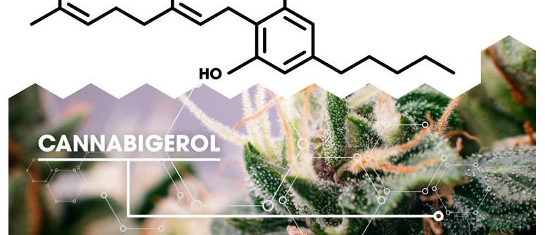 Was ist CBG (Cannabigerol)?