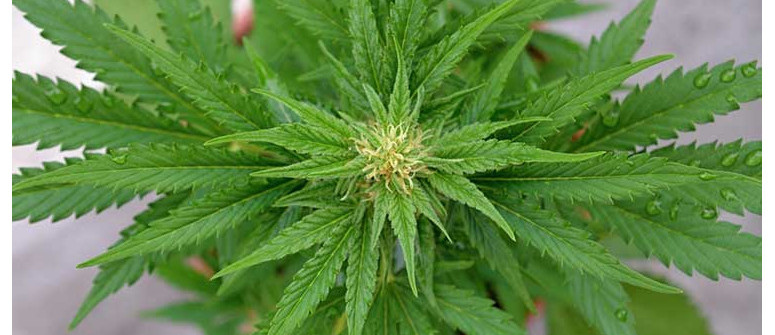 Vorteile von autoflowering Cannabispflanzen