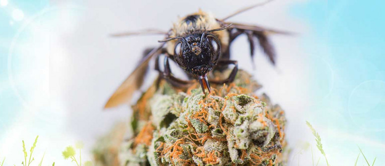 Cannahonig: Kann Man Bienen beibringen, Honig aus Weed zu machen? 