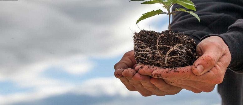Wie Und Wann Cannabispflanzen Umgetopft Werden Sollten