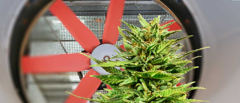 Gib Deinen Cannabispflanzen Ausreichend Frische Luft