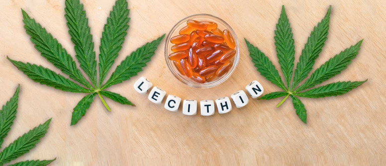 Warum solltest Du Deinen Cannabis-Esswaren Lecithin hinzufügen?