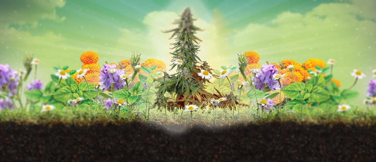 Was ist Begleitpflanzung und warum eignet sie sich für Cannabis? Was ist Begleitpflanzung und warum eignet sie sich für Cannabis?