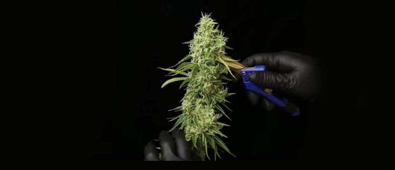 Wie man Cannabisblüten trimmt: Eine vollständige Anleitung