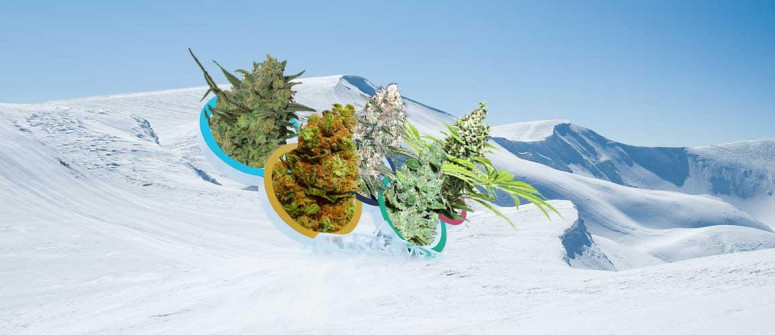 5 Cannabissorten und ihre 5 dazu passenden Olympischen Sportarten