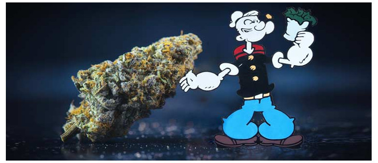 Popeye war ein Pothead