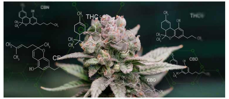 Die Top 10 der wichtigsten Cannabinoide in Cannabis