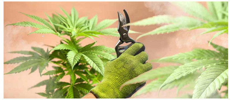 Ist das Topping von autoflowering Cannabispflanzen wirklich schlecht?