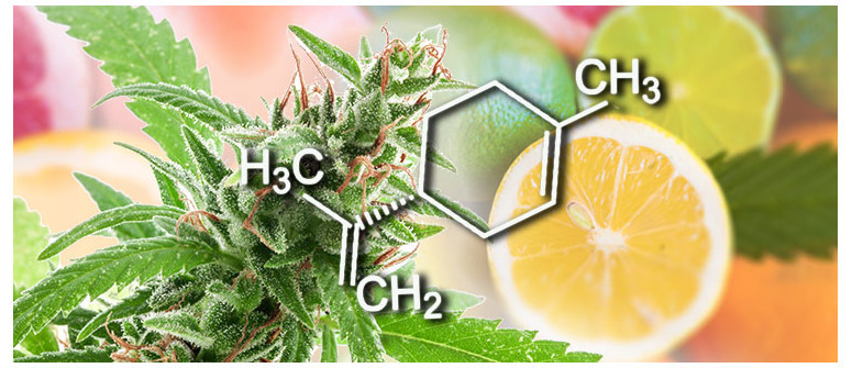 Terpenprofil : Limonen