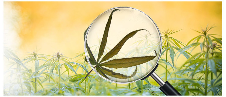 Was ist Cannabis-Windbrand und wie vermeidest Du ihn Was ist Cannabis-Windbrand und wie vermeidest Du ihn