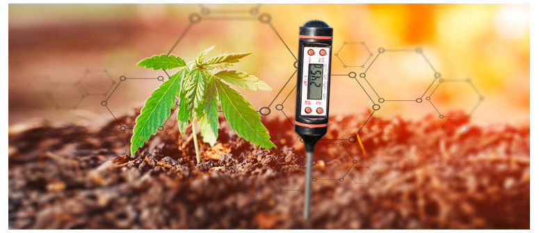 Wie wichtig ist der pH-Wert wirklich, wenn man Cannabis im Freien anbaut?