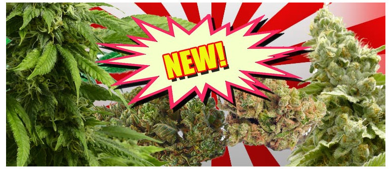 Neue Sorten sind online: Doktor Jamaica, Darkstar Kush und mehr