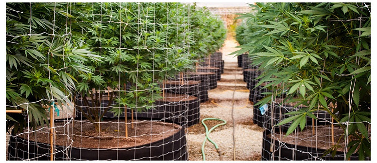 Die hohe Kunst des Spalierens von Cannabispflanzen
