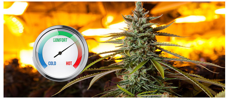 Die ideale Temperatur für den Anbau von Cannabis